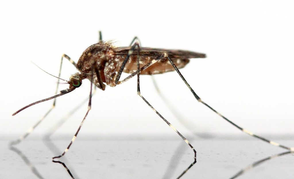 mosquito, insect, nature-83639.jpg